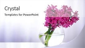  Presentation with flowers vase - PPT layouts with hyacinth flowers on table background and a white colored foreground