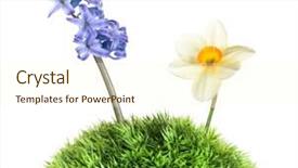  Presentation with narcissus - Amazing PPT layouts having hyacinth in plastic globe backdrop and a cream colored foreground