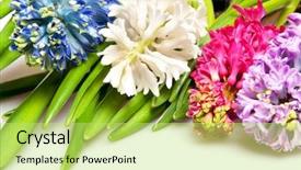  Presentation with red white blue - Amazing slide deck having hyacinth isolated on white backdrop and a yellow colored foreground