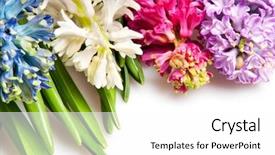  Presentation with octopus on isolated white - Theme with hyacinth isolated on white background and a white colored foreground