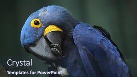  Presentation with wildlife - Beautiful presentation theme featuring hyacinth macaw anodorhynchus hyacinthinus wildlife backdrop and a tawny brown colored foreground