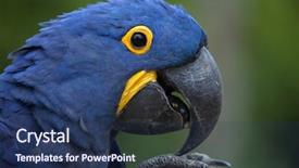 Presentation with wildlife - Cool new presentation theme with hyacinth macaw anodorhynchus hyacinthinus wildlife backdrop and a ocean colored foreground