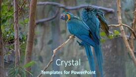  Presentation with zoo - Presentation having hyacinth-macaw-with-blurry-green background and a ocean colored foreground