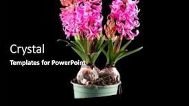  Presentation with purple spring - PPT layouts with hyacinth-purple-flowers-growing background and a black colored foreground