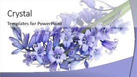 Presentation with non governmental organizations - Presentation design featuring hyacinthoides non-scripta bluebell background and a white colored foreground