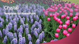  Presentation with gardens - Presentation theme enhanced with hyacinths-and-tulips-in-keukenhof background and a seafoam green colored foreground
