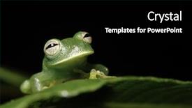  Presentation with frog - Presentation enhanced with hyalinobatrachium in bolivian rain forest background and a black colored foreground