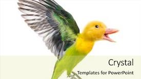  Presentation with abstract yellow gold and white - Colorful presentation enhanced with genetic modification - chimera with duckling and yellow-collared backdrop and a white colored foreground