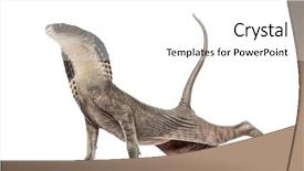  Presentation with hello kitty cute little kitten - Cool new slide set with genetic modification - chimera with peterbald kitten backdrop and a white colored foreground