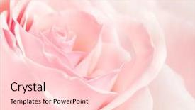  Presentation with light pink - Theme enhanced with roselight - studio shot of a light background and a lemonade colored foreground