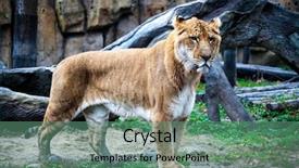  Presentation with hunting - Colorful PPT layouts enhanced with lion and a tiger backdrop and a ocean colored foreground