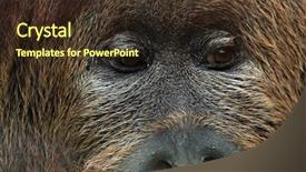  Presentation with cross - Colorful PPT theme enhanced with hybrid of the sumatran orangutan backdrop and a tawny brown colored foreground