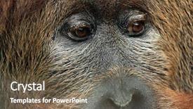  Presentation with hybrid crop - Slide deck having hybrid of the sumatran orangutan background and a tawny brown colored foreground