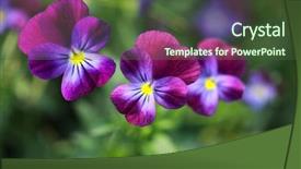  Presentation with summer time - Slides having hybrid pansy yellow violet blue background and a tawny brown colored foreground