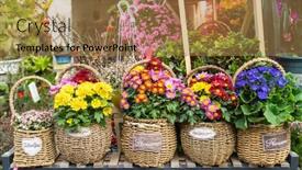  Presentation with flower - Presentation design featuring hybrid-pentunias-flower-in-basket background and a coral colored foreground