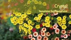  Presentation with hybrid cars - Amazing presentation having hybrid pentunias flower in basket backdrop and a tawny brown colored foreground