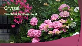  Presentation with geranium - Theme featuring hydrangea-and-geranium-plants background and a tawny brown colored foreground