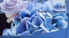  Presentation with hydrangea - Beautiful slide set featuring hydrangea and rose close up backdrop and a light blue colored foreground