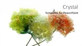  Presentation with white hydrangea - Audience pleasing presentation theme consisting of hydrangea-artificial-flowers backdrop and a white colored foreground