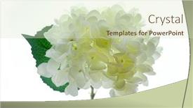  Presentation with white hydrangea - Presentation featuring hydrangea-artificial-flowers background and a soft green colored foreground