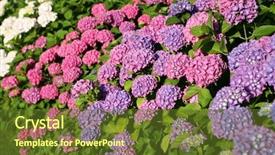  Presentation with border pink - Colorful slide deck enhanced with hydrangea border in full bloom backdrop and a tawny brown colored foreground