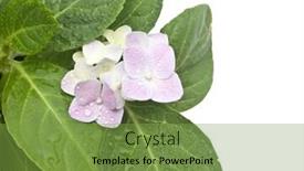  Presentation with hydrangea - Slide set with hydrangea close up with dew background and a seafoam green colored foreground