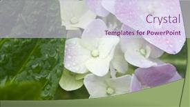  Presentation with hydrangea - PPT theme having hydrangea-close-up-with-dew background and a sky blue colored foreground