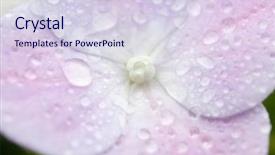  Presentation with hydrangea - Beautiful slide set featuring hydrangea close up with dew backdrop and a sky blue colored foreground