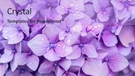  Presentation with hydrangea - Slide set enhanced with hydrangea flower closeup with drops background and a light blue colored foreground
