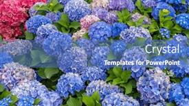  Presentation with hydrangea - Theme enhanced with hydrangea-flower-in-the-garden background and a teal colored foreground