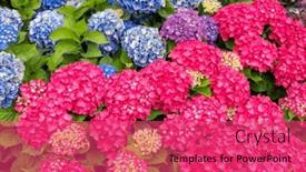  Presentation with hydrangea - PPT theme enhanced with hydrangea-flower-in-the-garden background and a red colored foreground