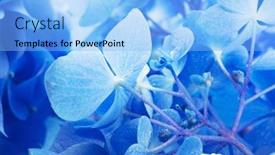  Presentation with hydrangea - Cool new PPT layouts with hydrangea-flower-with-dew-blue backdrop and a light blue colored foreground