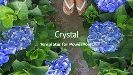  Presentation with hydrangea - Theme with hydrangea flower with foots outside background and a tawny brown colored foreground