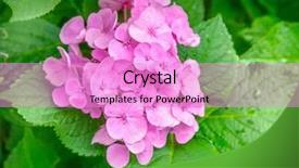  Presentation with hydrangea - Slides having hydrangea flower background and a lilac colored foreground