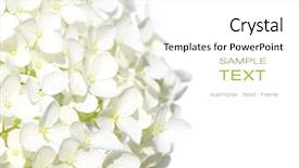  Presentation with white hydrangea - Presentation theme featuring hydrangea flowers against white background background and a white colored foreground