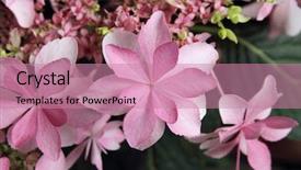  Presentation with hydrangea - Amazing PPT theme having hydrangea flowers also called hydrangea backdrop and a  colored foreground