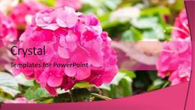  Presentation with hydrangea - PPT theme consisting of hydrangea flowers blooming in garden background and a coral colored foreground
