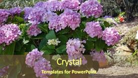  Presentation with hydrangea - PPT layouts with hydrangea flowers in a garden background and a  colored foreground