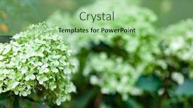  Presentation with hydrangea - PPT layouts having hydrangea-flowers-in-the-garden background and a mint green colored foreground