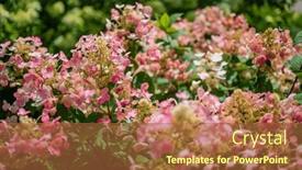  Presentation with hydrangea - PPT layouts enhanced with hydrangea-flowers-in-the-garden background and a red colored foreground