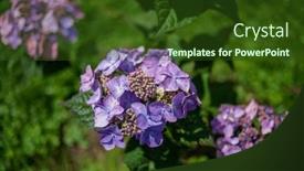  Presentation with hydrangea - PPT theme with hydrangea-flowers-in-the-garden background and a tawny brown colored foreground