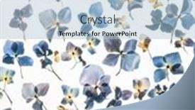  Presentation with white hydrangea - PPT theme having hydrangea-flowers-on-the-white background and a light blue colored foreground