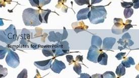  Presentation with white hydrangea - PPT theme with hydrangea-flowers-on-the-white background and a light blue colored foreground