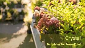  Presentation with hydrangea - Slide set enhanced with hydrangea-flowers-sold background and a tawny brown colored foreground