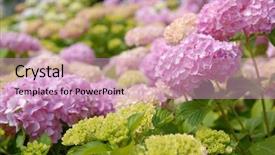  Presentation with hydrangea - Cool new slide set with hydrangea flowers with shallow dof backdrop and a  colored foreground