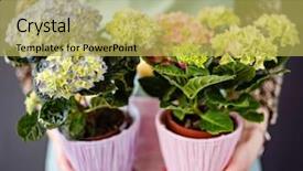  Presentation with hydrangea - Slide deck having hydrangea in the pot background and a yellow colored foreground