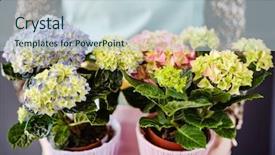  Presentation with hydrangea - PPT theme consisting of hydrangea in the pot background and a lemonade colored foreground