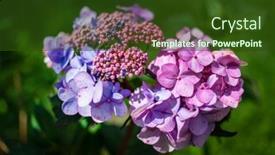  Presentation with hydrangea - Slides consisting of hydrangea-in-the-summer-garden background and a tawny brown colored foreground