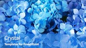  Presentation with blue flower - PPT layouts having hydrangea macrophylla or hortensia flower background and a teal colored foreground