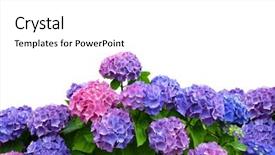  Presentation with white hydrangea - Presentation theme having blue hydrangeas - hydrangea on white background background and a white colored foreground